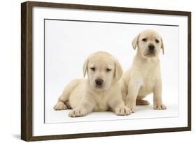 Yellow Labrador Retriever Puppies, 7 Weeks-Mark Taylor-Framed Photographic Print