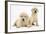 Yellow Labrador Retriever Puppies, 7 Weeks-Mark Taylor-Framed Photographic Print