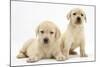 Yellow Labrador Retriever Puppies, 7 Weeks-Mark Taylor-Mounted Photographic Print