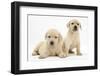 Yellow Labrador Retriever Puppies, 7 Weeks-Mark Taylor-Framed Photographic Print