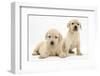 Yellow Labrador Retriever Puppies, 7 Weeks-Mark Taylor-Framed Photographic Print