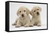 Yellow Labrador Retriever Puppies, 8 Weeks-Mark Taylor-Framed Stretched Canvas