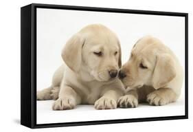 Yellow Labrador Retriever Puppies, 8 Weeks-Mark Taylor-Framed Stretched Canvas