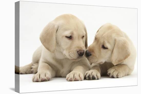 Yellow Labrador Retriever Puppies, 8 Weeks-Mark Taylor-Stretched Canvas