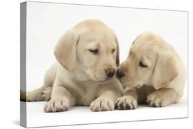 Yellow Labrador Retriever Puppies, 8 Weeks-Mark Taylor-Stretched Canvas