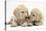 Yellow Labrador Retriever Puppies, 8 Weeks-Mark Taylor-Stretched Canvas