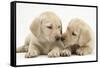 Yellow Labrador Retriever Puppies, 8 Weeks-Mark Taylor-Framed Stretched Canvas