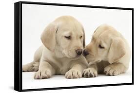 Yellow Labrador Retriever Puppies, 8 Weeks-Mark Taylor-Framed Stretched Canvas