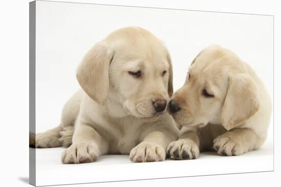 Yellow Labrador Retriever Puppies, 8 Weeks-Mark Taylor-Stretched Canvas