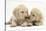 Yellow Labrador Retriever Puppies, 8 Weeks-Mark Taylor-Stretched Canvas