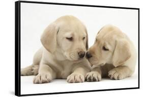 Yellow Labrador Retriever Puppies, 8 Weeks-Mark Taylor-Framed Stretched Canvas