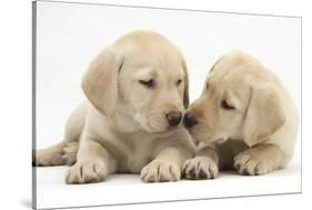Yellow Labrador Retriever Puppies, 8 Weeks-Mark Taylor-Stretched Canvas