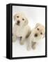 Yellow Labrador Retriever Puppies, 8 Weeks-Mark Taylor-Framed Stretched Canvas