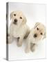 Yellow Labrador Retriever Puppies, 8 Weeks-Mark Taylor-Stretched Canvas