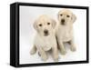 Yellow Labrador Retriever Puppies, 8 Weeks-Mark Taylor-Framed Stretched Canvas