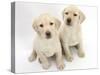 Yellow Labrador Retriever Puppies, 8 Weeks-Mark Taylor-Stretched Canvas