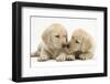 Yellow Labrador Retriever Puppies, 8 Weeks-Mark Taylor-Framed Premium Photographic Print