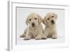 Yellow Labrador Retriever Puppies, 8 Weeks-Mark Taylor-Framed Photographic Print