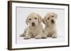 Yellow Labrador Retriever Puppies, 8 Weeks-Mark Taylor-Framed Photographic Print