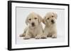 Yellow Labrador Retriever Puppies, 8 Weeks-Mark Taylor-Framed Photographic Print