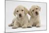 Yellow Labrador Retriever Puppies, 8 Weeks-Mark Taylor-Mounted Photographic Print