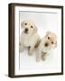 Yellow Labrador Retriever Puppies, 8 Weeks-Mark Taylor-Framed Photographic Print