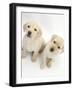 Yellow Labrador Retriever Puppies, 8 Weeks-Mark Taylor-Framed Photographic Print