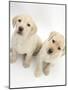 Yellow Labrador Retriever Puppies, 8 Weeks-Mark Taylor-Mounted Photographic Print