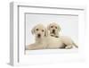 Yellow Labrador Retriever Puppies, 8 Weeks-Mark Taylor-Framed Photographic Print