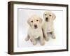 Yellow Labrador Retriever Puppies, 8 Weeks-Mark Taylor-Framed Photographic Print