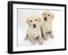 Yellow Labrador Retriever Puppies, 8 Weeks-Mark Taylor-Framed Photographic Print