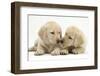 Yellow Labrador Retriever Puppies, 8 Weeks-Mark Taylor-Framed Photographic Print