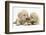 Yellow Labrador Retriever Puppies, 8 Weeks-Mark Taylor-Framed Photographic Print