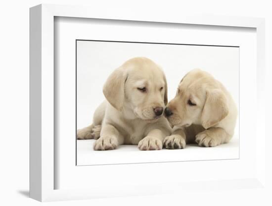 Yellow Labrador Retriever Puppies, 8 Weeks-Mark Taylor-Framed Photographic Print