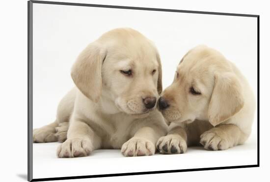 Yellow Labrador Retriever Puppies, 8 Weeks-Mark Taylor-Mounted Photographic Print