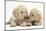 Yellow Labrador Retriever Puppies, 8 Weeks-Mark Taylor-Mounted Photographic Print