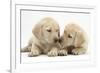 Yellow Labrador Retriever Puppies, 8 Weeks-Mark Taylor-Framed Photographic Print