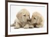 Yellow Labrador Retriever Puppies, 8 Weeks-Mark Taylor-Framed Photographic Print