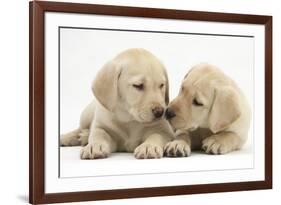 Yellow Labrador Retriever Puppies, 8 Weeks-Mark Taylor-Framed Photographic Print