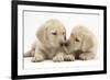 Yellow Labrador Retriever Puppies, 8 Weeks-Mark Taylor-Framed Photographic Print