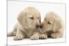 Yellow Labrador Retriever Puppies, 8 Weeks-Mark Taylor-Mounted Photographic Print