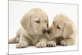 Yellow Labrador Retriever Puppies, 8 Weeks-Mark Taylor-Mounted Photographic Print