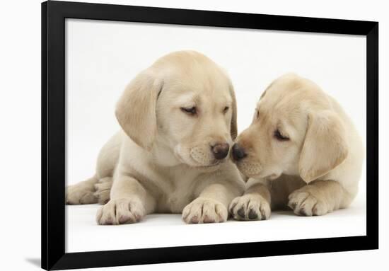 Yellow Labrador Retriever Puppies, 8 Weeks-Mark Taylor-Framed Photographic Print