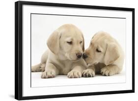 Yellow Labrador Retriever Puppies, 8 Weeks-Mark Taylor-Framed Photographic Print