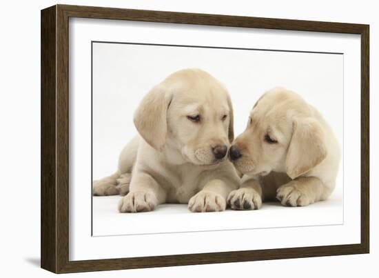 Yellow Labrador Retriever Puppies, 8 Weeks-Mark Taylor-Framed Photographic Print