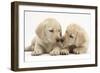 Yellow Labrador Retriever Puppies, 8 Weeks-Mark Taylor-Framed Photographic Print