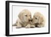 Yellow Labrador Retriever Puppies, 8 Weeks-Mark Taylor-Framed Photographic Print