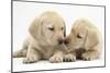 Yellow Labrador Retriever Puppies, 8 Weeks-Mark Taylor-Mounted Photographic Print