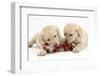 Yellow Labrador Retriever Puppies, 9 Weeks, Chewing a Ragger Toy-Mark Taylor-Framed Photographic Print