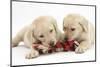 Yellow Labrador Retriever Puppies, 9 Weeks, Chewing a Ragger Toy-Mark Taylor-Mounted Photographic Print